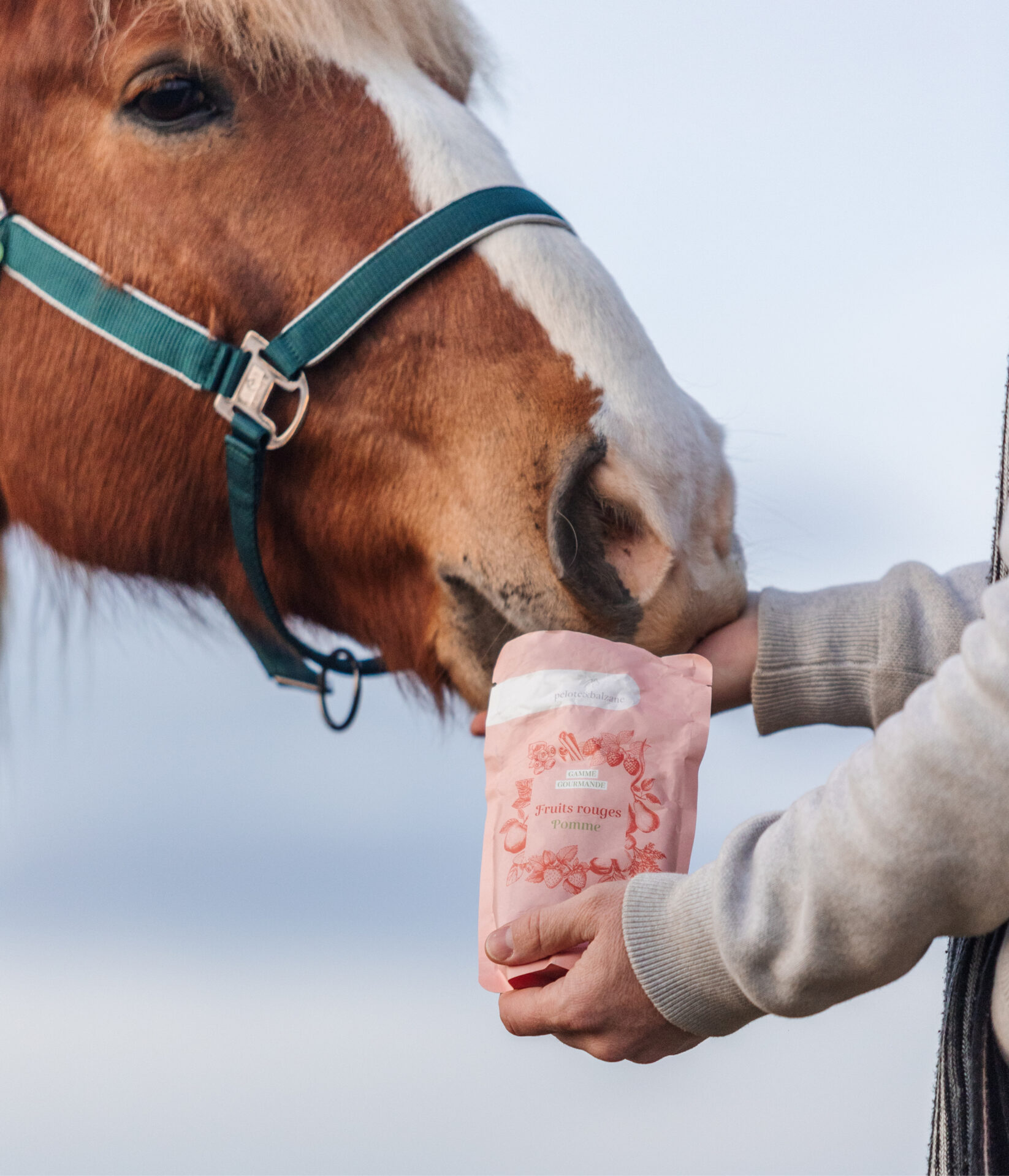 découvrez notre offre d'achat en gros de carottes pour chevaux, idéale pour une alimentation saine et naturelle de vos équidés. qualité et prix compétitifs garantis.